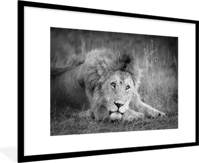 Produktbild von MuchoWow® Gerahmtes Poster Löwe - Schwarz - Tiere 90x60 cm - Poster mit Schwarzem Bilderrahmen Wandposter Rahmen Foto Bilder - Wanddekoration - Fotos