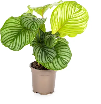 Produktbild von Korbmarante Calathea Orbifolia Ø17cm ↕40-50cm Silbrig-Grüne Zimmerpflanze