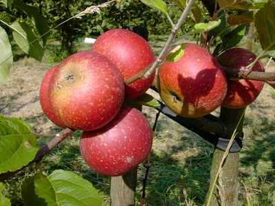 Produktbild von Apfelbaum `Ingrid Marie´ - Halbstamm 160-180cm im 10L-Topf