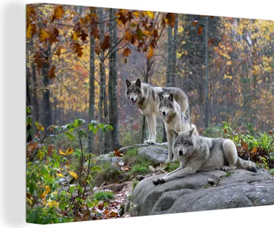 Produktbild von MuchoWow® - Leinwandbilder - Wolf - Herbst - Wald, Wandbild, Wanddeko Bilder Wohnzimmer, 90x60 cm