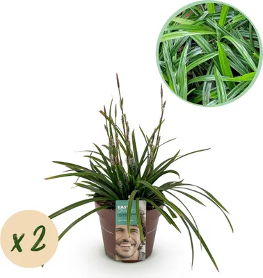 Produktbild von GreenboutiQ - Ziergräser - Carex morrowii Irish Green - Grün & Gelb - 2 Pflanzen - Immergrün - Pflegeleicht - Topf 17cm Höhe 50cm