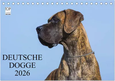 Produktbild von Deutsche Dogge 2026 (Tischkalender 2026 DIN A5 quer), CALVENDO Monatskalender