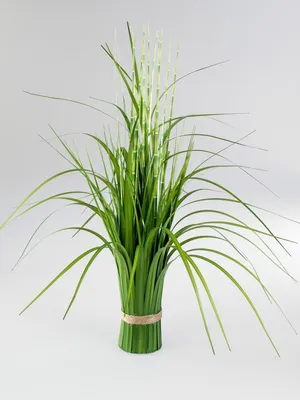 Produktbild von formano Dekograsbündel, 58 cm