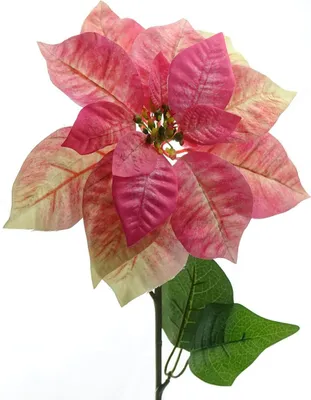 Produktbild von Weihnachtssternblüte Poinsettie Creme & Rosa 65 cm - Kunstblumen