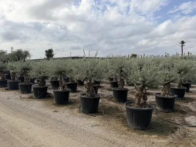 Obrázok produktu pre Sunny Tree "Olivovník Olea Europaea 'Picual Mini Pata' – 180 cm vrátane kvetináča, stredomorská rastlina vhodná na balkón a do záhrady."