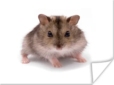 Produktbild von MuchoWow® Poster Kleiner Hamster 120x90 cm - Wandbild