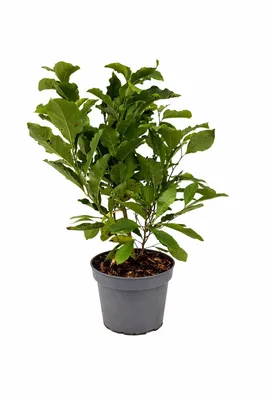 Produktbild von Magnolie ‘Susan’ 60–80 cm – Duftende Zwergmagnolie im Topf, winterhart, reich blühend, ideal für Garten, Balkon & Terrasse