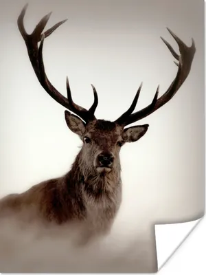 Produktbild von MuchoWow® Poster Porträt - Hirsch - Geweih 60x80 cm - Schlafzimmer Dekoration
