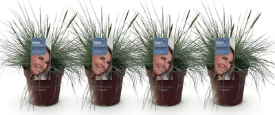 Produktbild von GreenboutiQ - Ziergräser - Festuca glauca Intense Blue - Blau - 4 Pflanzen - Immergrün - Wenig Pflege - Topf 17cm Höhe 50cm