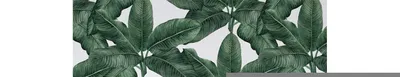 Produktbild von Coloray Fototapete 208x146 cm Latextapete Magicstick - Bananenblatt Floralleaves Botanical