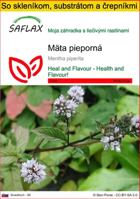 Obrázok produktu pre SAFLAX Kultivačný set - mäta pieporná - Mentha piperita - 300 Semená - S mini skleníkom, pestovateľským substrátom a 2 črepníkmi