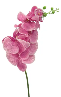 Produktbild von Kunstblume Phalaenopsis 86cm. Orchidee, Orchideentrieb. PINK