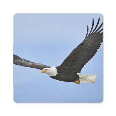 Produktbild von MuchoWow® Mauspad Mousepad Ein fliegender Weißkopfseeadler 30x30 cm - Mousepads - Maus Mat - Pad - Mausunterlage - Gaming