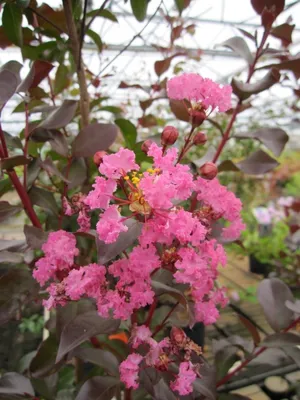 Produktbild von Kräuselmyrte Turenne - Lagerstroemia Indica - Kreppmyrte - 40-60cm