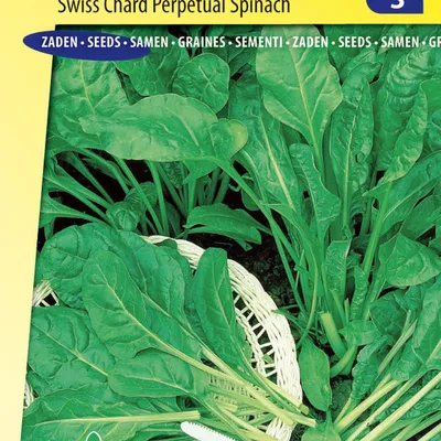 Image de Petites graines de concombre vertes et piquantes – Cultivez des concombres croquants pour les conserves et les salades – Haute qualité pour une récolte optimale