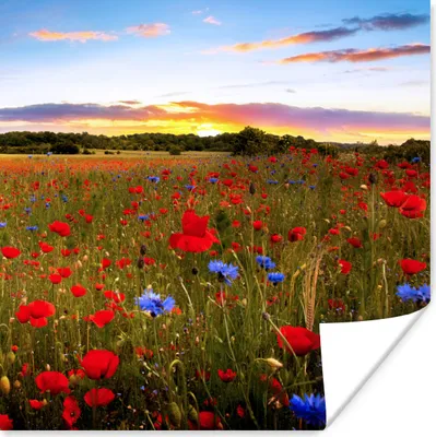 Produktbild von MuchoWow® Poster Blumenwiese - Mohnblumen - Rot 100x100 cm - Babyzimmer