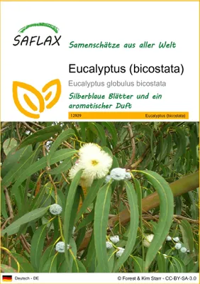 Produktbild von SAFLAX - Eucalyptus (bicostata) - 100 Samen - Eucalyptus globulus