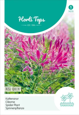 Produktbild von Spinnenpflanze Rose Queen | Spinnenblumensamen von Hortitops