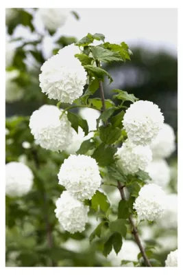 Produktbild von Viburnum opulus 40–60 cm – Winterhart, mehrjährig, pflegeleicht – Gewöhnlicher Schneeball – Heckenpflanze für Garten und Sichtschutz