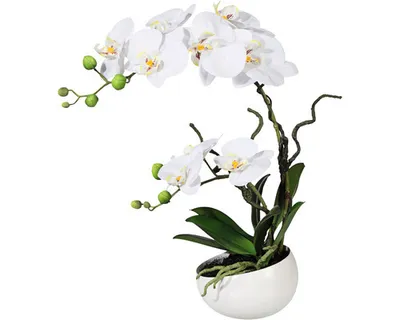 Produktbild von GASPER Schmetterlingsorchidee - Phalaenopsis Weiß 48 cm - Kunstpflanzen