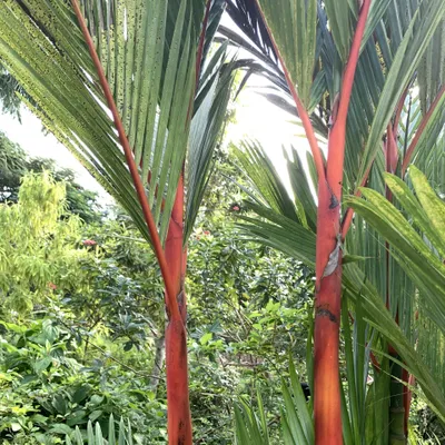 Image de Palmier à rouge à lèvres (Cyrtostachys renda)  - 10 plants