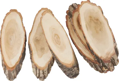 Produktbild von VBS XXL Baumscheiben "Oval", 6 Stück, ca. 30 x 12 cm