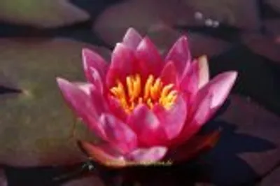 Produktbild von 1 HALBZWERGSEEROSE Sorte Vesuve, tiefrote Blüte