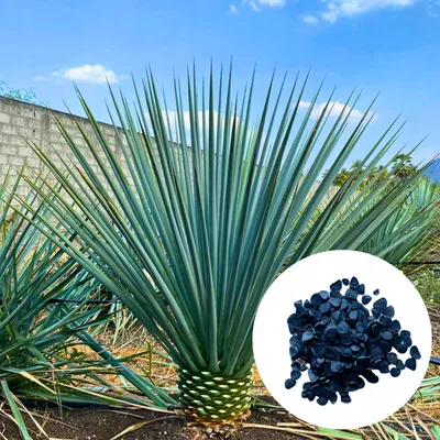 Obrázok produktu pre Exotické semená - Yucca Rigida - balenie 5 ks - Mrazuvzdorná - Juka stuhnutá (modrá juka)
