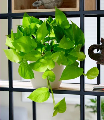 Produktbild von BALDUR Garten 1x Efeutute Golden Pothos, Pflanze im 12 cm-Topf, Zimmerpflanze luftreinigend, verbessert das Raumklima, Epipremnum aureum, Grünpflanze, mehrjährig - frostfrei halten, pflegeleicht
