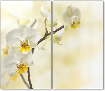 Produktbild von DEQORI Herdabdeckplatte Glas 2-tlg 'Orchideenzauber' Abdeckplatte Küche Glaskeramikkochfeld Herd