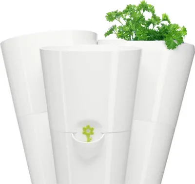Three white plant pots are arranged together, with one pot containing green herbs.