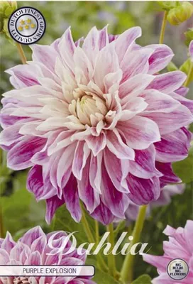 Artikelbild 2 von 'Dahlie Purple Explosion (1 Stück)' aus der Kategorie Dahlienzwiebeln