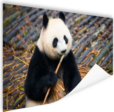 Produktbild von MuchoWow® Poster Großer Panda - Bambus - Blätter 180x120 cm - Fotoplakat