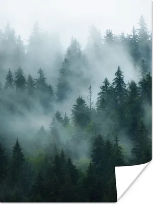 Produktbild von MuchoWow® Poster Nebel - Bäume - Wald 60x80 cm - Schlafzimmer Dekoration