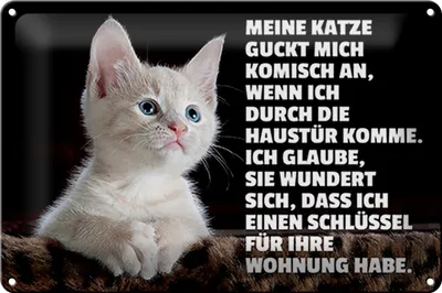 Produktbild von Blechschild Spruch 30x20cm Katze guckt mich komisch an