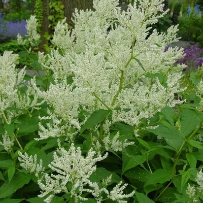 Image de 6 x Renouées - Persicaria polymorpha | Pot 9cm x 9cm