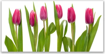 Produktbild von Tulup Leinwand-Bilder 140x70 Wandbild Canvas Kunstdruck Tulpen Pflanzen