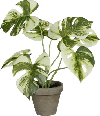 Produktbild von Mica Decorations Monstera polypropylene 30 x 24 cm grün