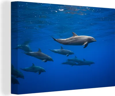 Produktbild von OneMillionCanvasses® - Leinwandbilder - 140x90 cm, Delfine - Wasser - Blau, Wandbilder Kunstdruck Wanddekoration