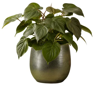 Produktbild von Mica Decorations Pflanzentopf - Keramik - dunkelgrun glanzend / gerippt - D28 x H29 cm - Blumentopf