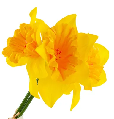 Image de Daconcils Narcycles Bunch Artificial Ornamental Flowers Daconcil In Bunch Gummiert