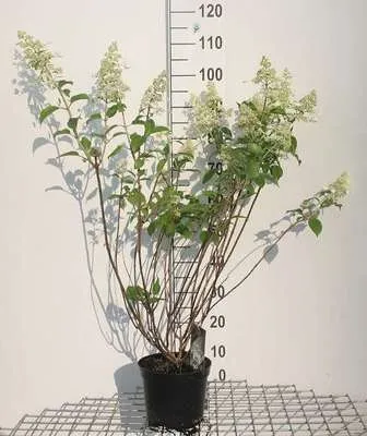 Obrázek produktu pro Hydrangea pan. 'Kyushu' - Hortenzie 40- 50 cm Kontejner