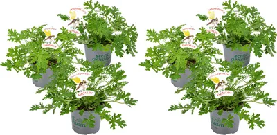 Zdjęcie produktu dla Bloomique - Zestaw 6 szt. - Pelargonium Graveolens - Pelargonia cytrynowa - Przeciw komarom - Pachnąca - Rośliny ogrodowe - Wysokość 15-30 cm - Doniczka 10,5 cm