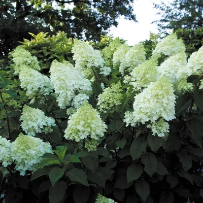 Produktbild von 3 Stück Hydrangea Paniculata 'Silver Dollar' 30-50 cm Rispenhortensie Laubgehölz