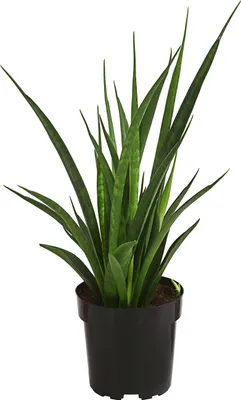 Produktbild von Dehner Bogenhanf Friends, aufrechter Wuchs, ca. 25-30 cm, Ø Topf 12 cm, Zimmerpflanze