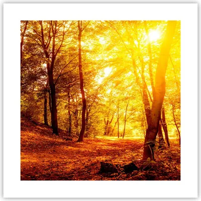 Produktbild von Poster - Poster ohne Rahmen - Wald Baum Natur - 40x40 cm - Wand Bild - Wanddeko - Wandbilder - Kunstposter - Wandposter - Bilder - Kunstdruck - Wanddekoration - Wandbild - P2XAC40x40-3722