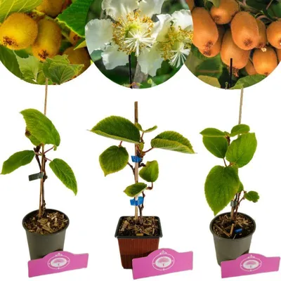 A collage of kiwi fruits, flowers, and young kiwi plants in pots.