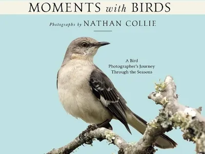 Obrázek produktu pro Moments with Birds