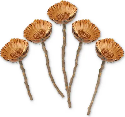 Image de Buissons de sucre Protea Compacta Set de 5 fleurs séchées nature 20 - 35 cm