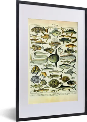 Produktbild von MuchoWow® Gerahmtes Poster Adolphe Millot - Kunst - Vintage - Fische - Tiere 40x60 cm - Poster mit Schwarzem Bilderrahmen Wandposter Rahmen Foto Bilder - Poster in Rahmen